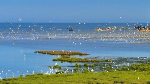 《北戴河湿地——鸟的天堂》